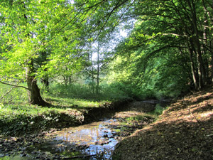 Wald bei Maibach