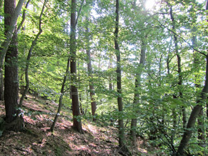Wald bei Maibach