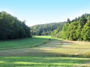 Waldlichtung bei Maibach